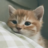 You, Me & the Cat